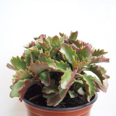 Kalanchoe rubinea
